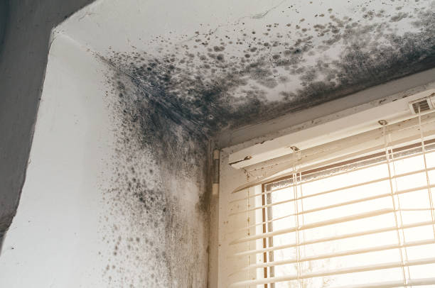 Affordable Hvac And Air Duct Mold Remediation solutions in Vandalia, MI